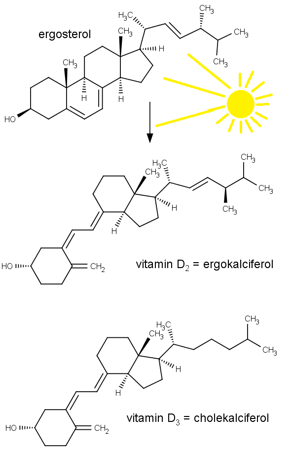 Chemická struktura ergosterolu nahoře, vitaminu D2 neboli ergokalciferolu uprostřed a cholekalciferolu dole.