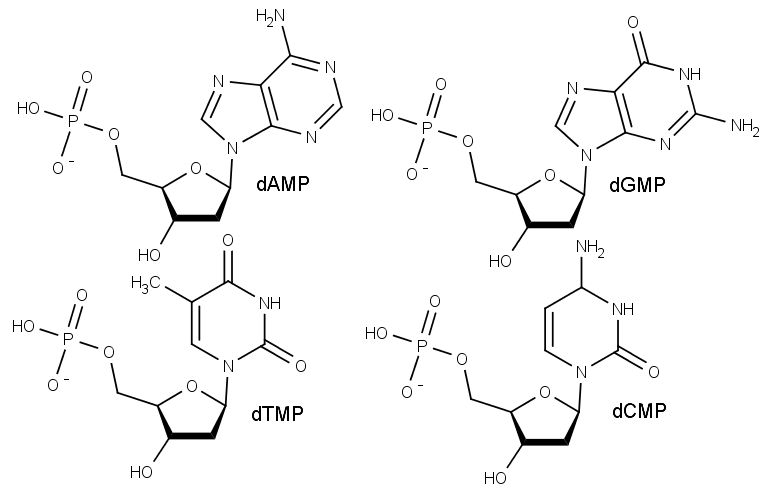 Chemická struktura nukleotidů, základních stavebních kamenů deoxyribonukleové kyseliny. dAMP značí  deoxyadenosinumonofosfát, dCMP deoxycytidinmonofosfát, dTMP deoxythymidinmonofosfát a dGMP deoxyguanidinmonofosfát.