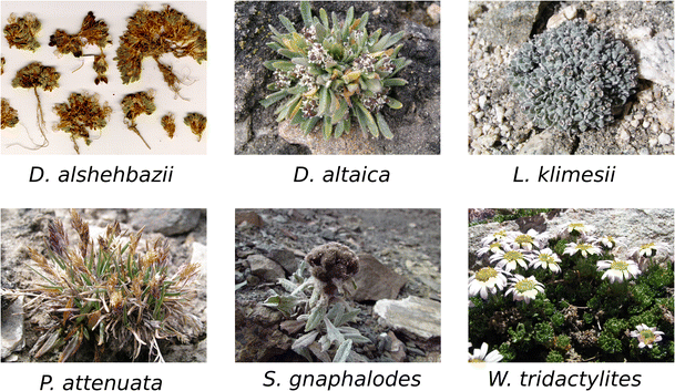 Nejvýše rostoucí cévnaté rostliny na světě (Angel, R., Conrad, R., Dvorsky, M. et al. Microb Ecol (2016) 72: 394. doi:10.1007/s00248-016-0779-8).