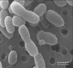 Snímek bakterie Chryseobacterium greenlandensis pořízený rastrovacím elektronovým mikroskopem. (foto Jennifer Loveland-Curtze, Penn State)