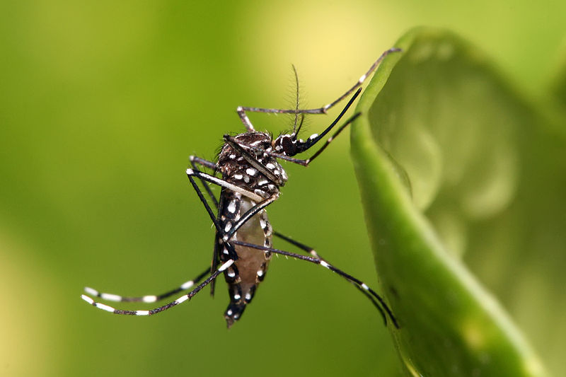 Komár tropický Aedes aegypti, přenašeč zika viru (foto Muhammad Mahdi Karim, Dar es Salaam, Tanzanie, 2009).