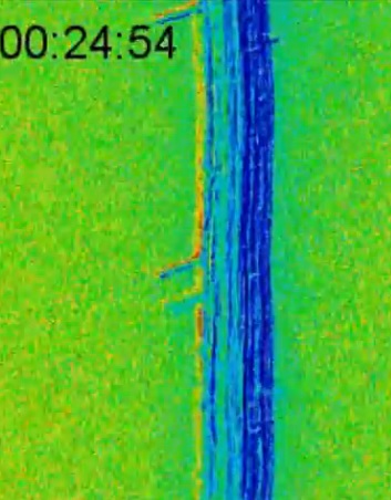 mikrofotografie označeného semenáčku huseníčku rolního za přítomnosti abscisové kyseliny, foto University of California v San Diegu