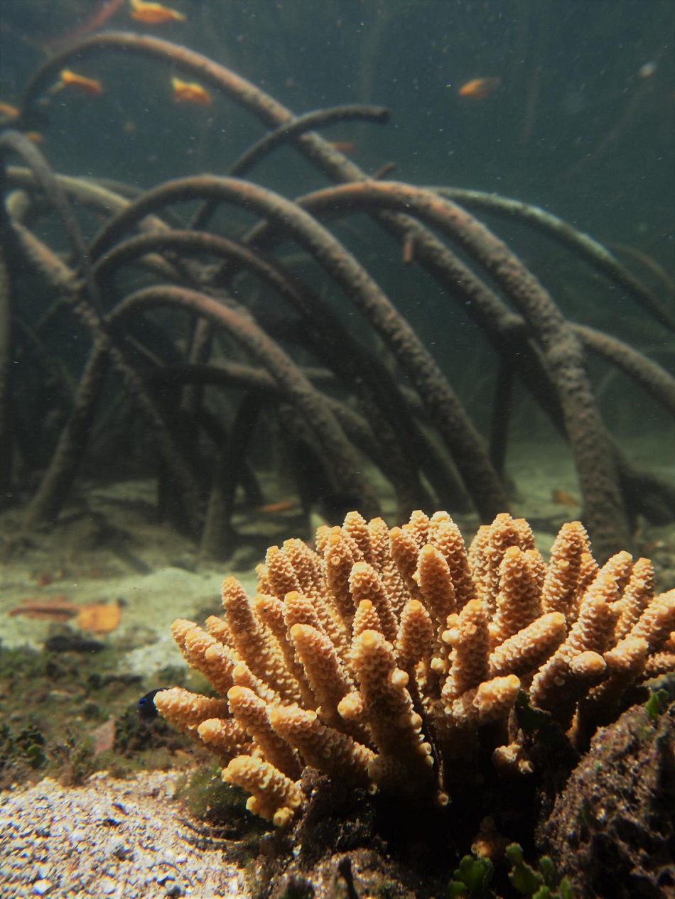 Dole korál Acropora millepora v mangrovníkové laguně Velkého bradlového útesu, foto Dr.Emma Camp.