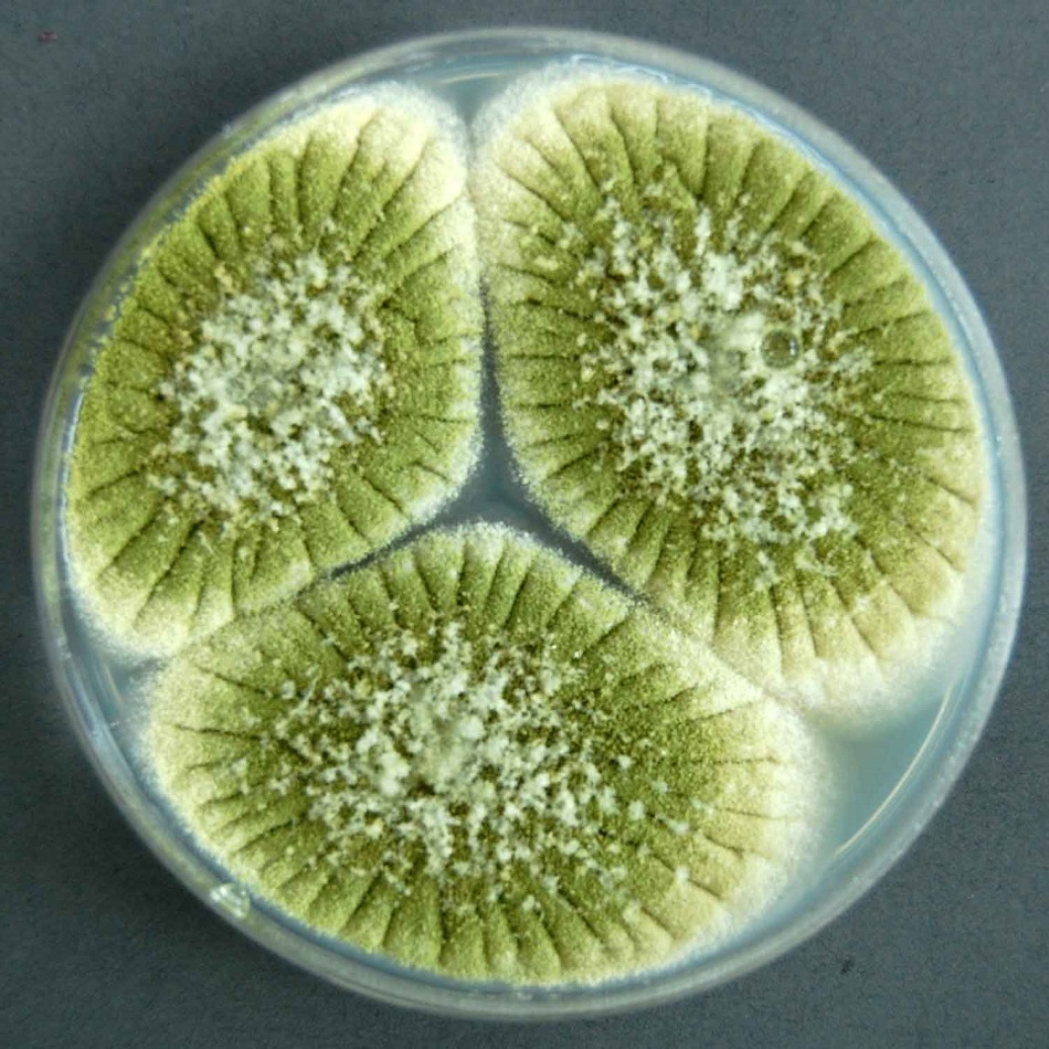 Kolonie kropidláku žlutého jsou spíš do zelena, foto Paul Cannon, http://fungi.myspecies.info/file-colorboxed/937, CC BY-NC 3.0.