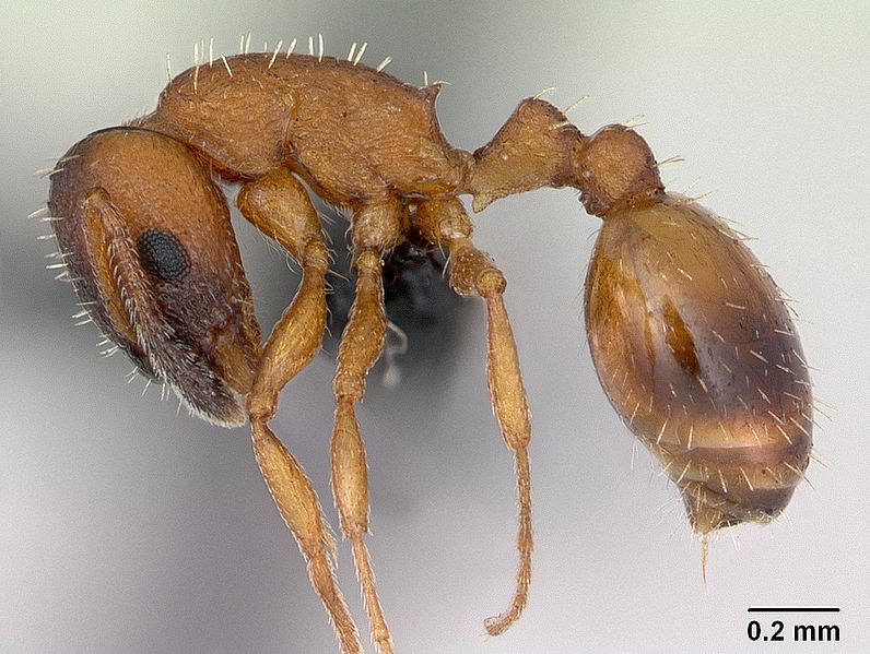 Mravenec pobřežní Temnothorax albipennis, foto April Nobile, Wikimedia Commons CC BY-SA 3.0.