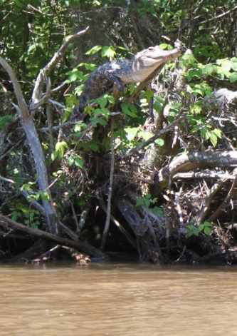 aligátor americký na větvi v deltě Pearl River v Mississippi (snímku Kristine Gingras/University of Tennessee)