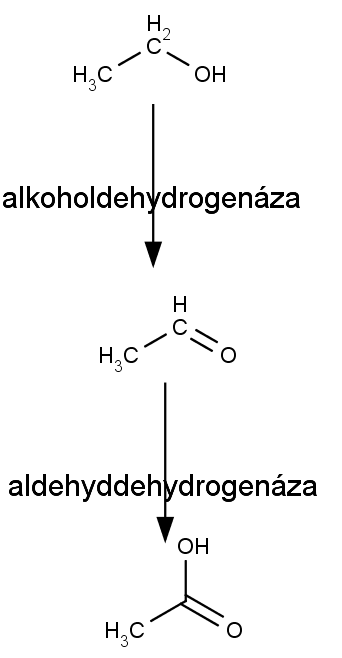 Přeměna ethanolu (nahoře) na acetaldehyd (uprostřed) a kyselinu octovou (dole) prostřednictvím příslušných enzymů.