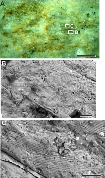 Detaily šupinek na křídle zkameněliny nejstaršího známého druhu motýla Archaeolepis mane. Nález pochází z dolnojurských vrstev v anglickém Dorsetu. Úsečka na obr. A je dlouhá 1 mm, B a C 20 mikrometrů (obr. Q.Zhang et al., Fossil scales illuminate the early evolution of lepidopterans and structural colors, Science Advances  11 Apr 2018: Vol. 4, no. 4, e1700988, DOI: 10.1126/sciadv.1700988). 