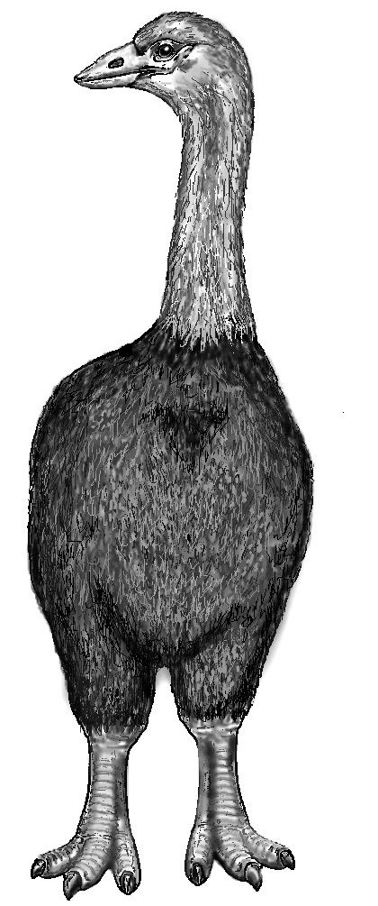 Kreslená rekonstrukce pštrosa obrovského (Acrocynus, CC BY-SA 3.0, https://creativecommons.org/licenses/by-sa/3.0, via Wikimedia Commons).