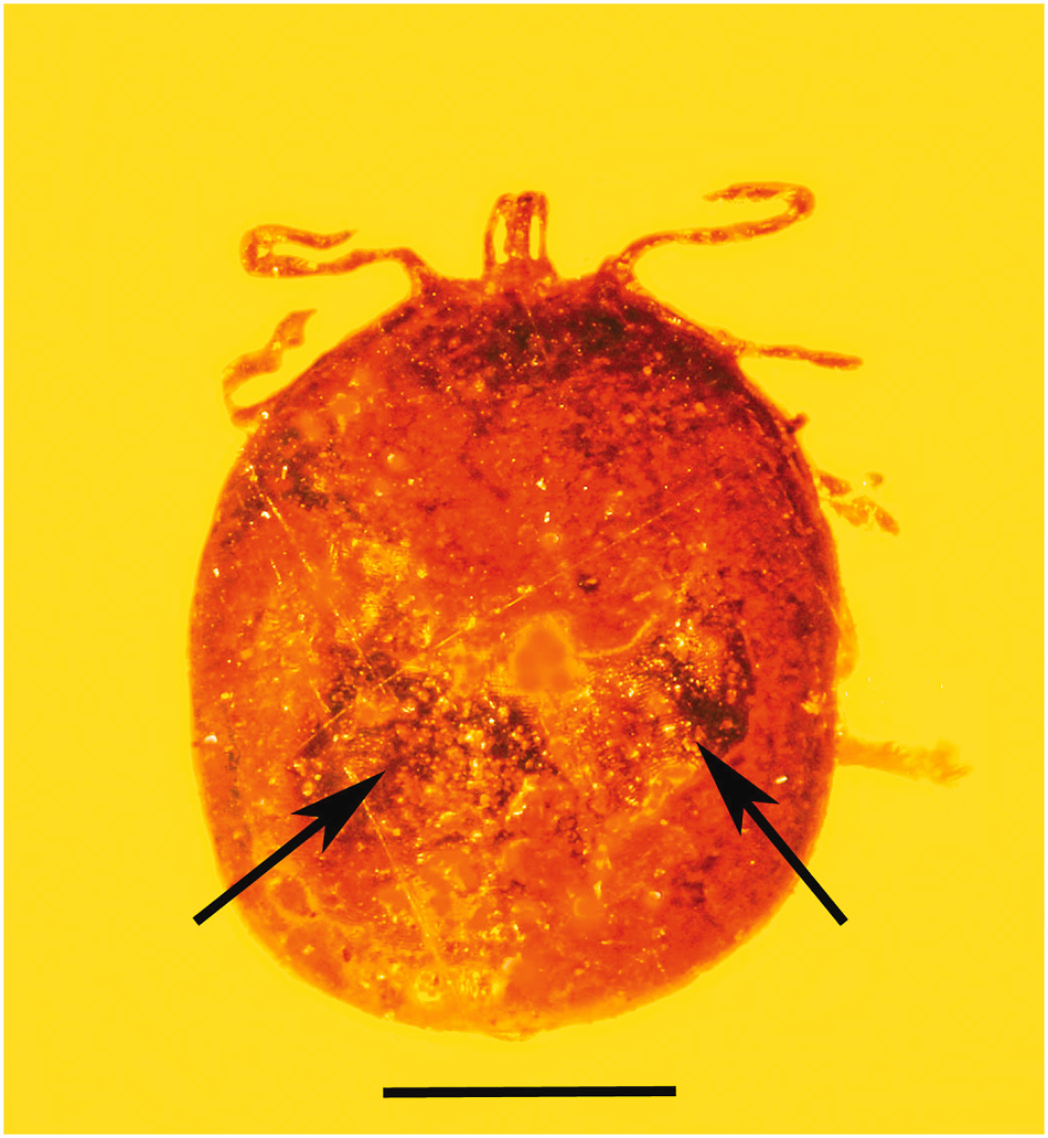 Fosilie klíštěte rodu Ambylomma  v jantaru z Dominikánské republiky, G.Poinar Jr., Fossilized Mammalian Erythrocytes Associated With a Tick Reveal Ancient Piroplasms. J Med Entomol 2017 tjw247. doi: 10.1093/jme/tjw247.
