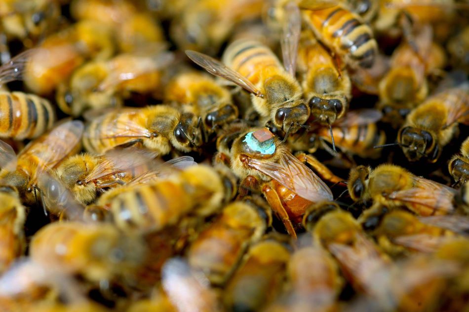 Včely medonosné italské (Apis mellifera ligustica), uprostřed královna s RFID vysačkou, foto Barbara Baer-Imhoff, University of California, Riverside.