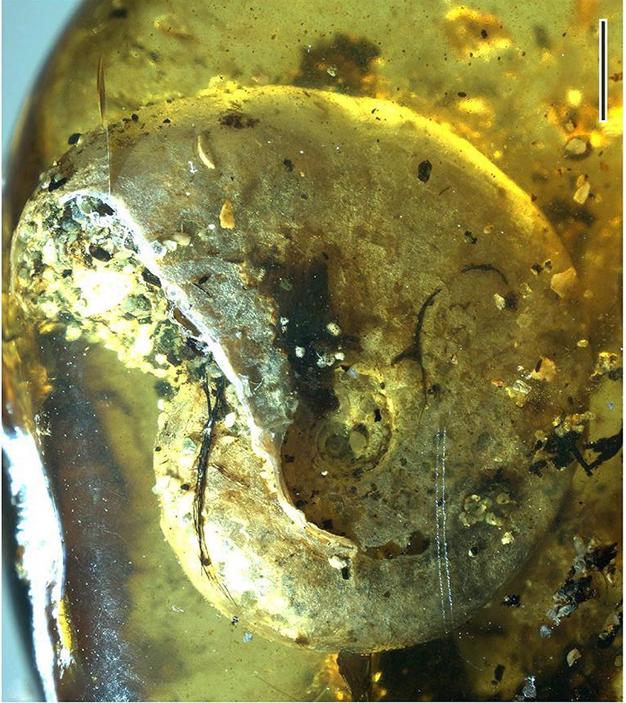 Mikroskopický snímek amonita Pouzosia v jantaru. Úsečka je 2 mm dlouhá, ingting Yu et al., An ammonite trapped in Burmese amber, Proceedings of the National Academy of Sciences, doi: 10.1073/pnas.1821292116, CC BY, https://creativecommons.org/licenses/by/4.0/.