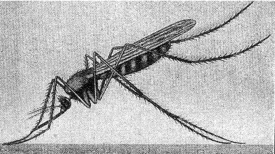 Komár čtyřskvrný (Anopheles maculipennis), nejznámnější přenašeč malárie. Od podobného komára pisklavého Culex pipiens, který je u nás nejrozířnější, se liší postojem v klidu. Zatímco u komára pisklavého je zadeček rovnoběžný s podkladem nebo směřující šikmo dolů, u anofela směřuje zadeček šikmo nahoru. Převzato z Brehmova života zvířat,díl I - Bezobratlí, str.338,  vydalo Nakladatelství J.Otto spol. s r.o., Praha 1929.