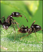 mravenci Linepithema humile