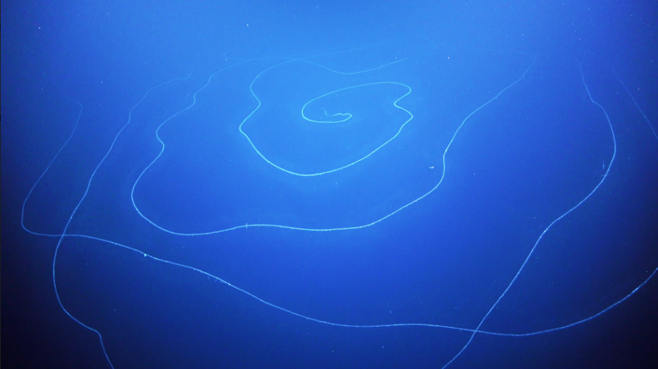 Nově objevená měchýřkova (rod Apolemia), která přerostal 45 metrů, foto Schmidt Ocean Institute.