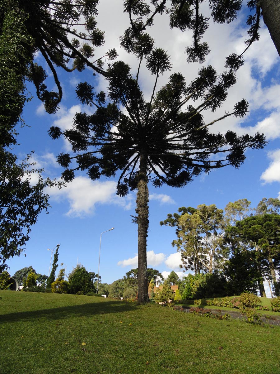 Blahočet úzkolistý (Araucaria angustifolia), typický jihoamerický blahočet, foto Ricardo Frantz tetraktys (talk) 02:08, 27 May 2011 (UTC), CC BY 3.0, https://creativecommons.org/licenses/by/3.0, via Wikimedia Commons.