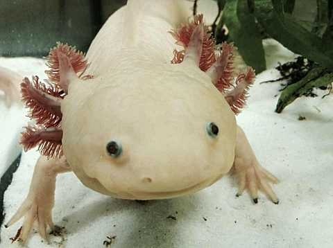 Axolotl mexický (Ambystoma mexicanum), foto Wikimedia Commons.