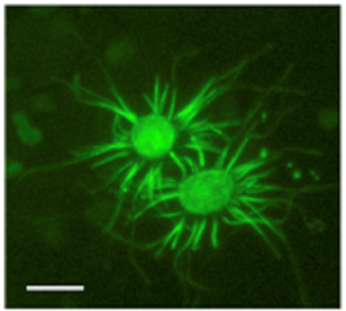Mikroskopický snímek dvojice neuronů B značených fluorescenčním barvivem. Bílá úsečka je 5 mikrometrů dlouhá (K.Bleymehl et al., A Sensor for Low Environmental Oxygen in the Mouse Main Olfactory Epithelium, 2016, Neuron 92, 1–8,  DOI: http://dx.doi.org/10.1016/j.neuron.2016.11.001, CC-BY-NC-ND 4.0).