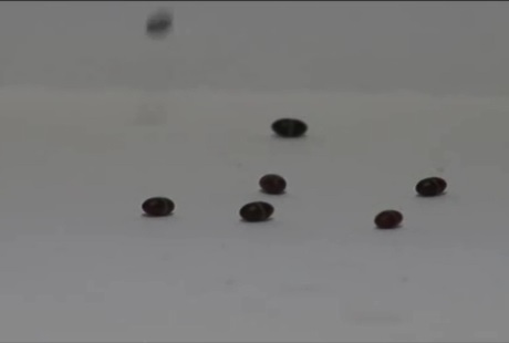 poskakující kukly vosičky Bathyplectes anurus, video Joriko Saeki