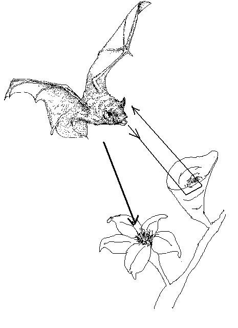 netopýr hledá potravu podle odrazu zvuku od speciálně tvarovaného listu