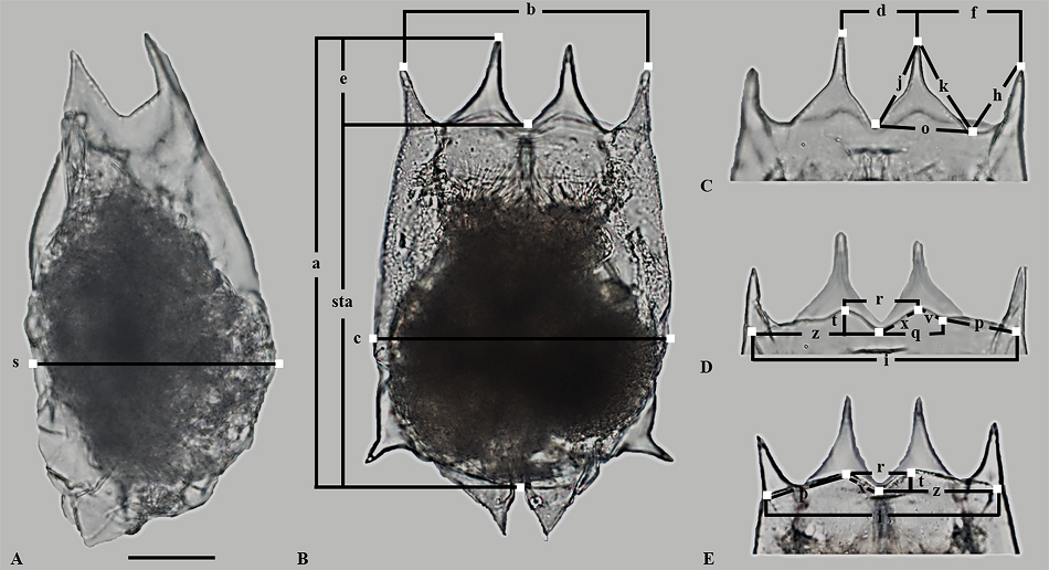 Mikrofotografie viřníka druhového komplexu Brachionus calyciflorus,  Michaloudi et al. , CC BY 4.0, https://creativecommons.org/licenses/by/4.0/.