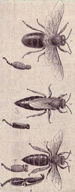Včela medonosná (Apis mellifica)