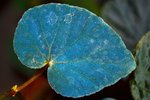 Pod určitým úhlem modře zbarvený list begonie (University of Bristol).