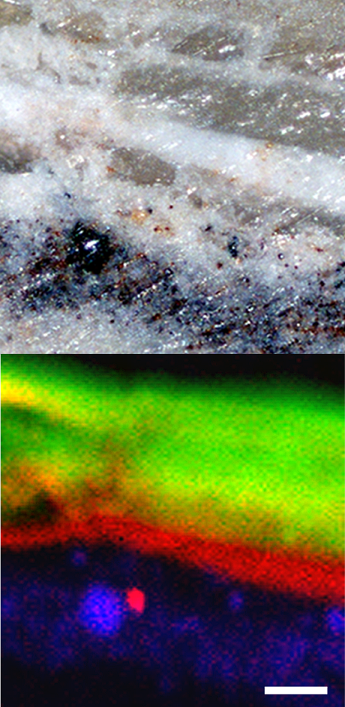 Na horní části obrázku vidíme mikroskopický snímek výbrusu  fosilie části těla vyhynulého členovce Cretapenaeus berberus z pozdní křídy. Na dolní části je tentýž snímek v nepravých barvách složený z fluorescence jednotlivých prvků vzácných zemin. Červená odpovídá neodymu, zelená ytriu. Bílá úsečka v dolní části snímku je 100 mikrometrů dlouhá. Převzato z Gueriau P, Mocuta C, Dutheil DB, Cohen SX, Thiaudiere D, et al. (2014) Trace Elemental Imaging of Rare Earth Elements Discriminates Tissues at Microscale in Flat Fossils. PLoS ONE 9(1): e86946. doi:10.1371/journal.pone.0086946.