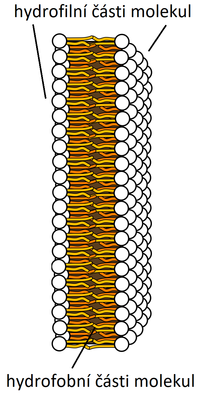 Schematické znázornění lipidové dvouvrstvy, (Masur, Public domain, via Wikimedia Commons