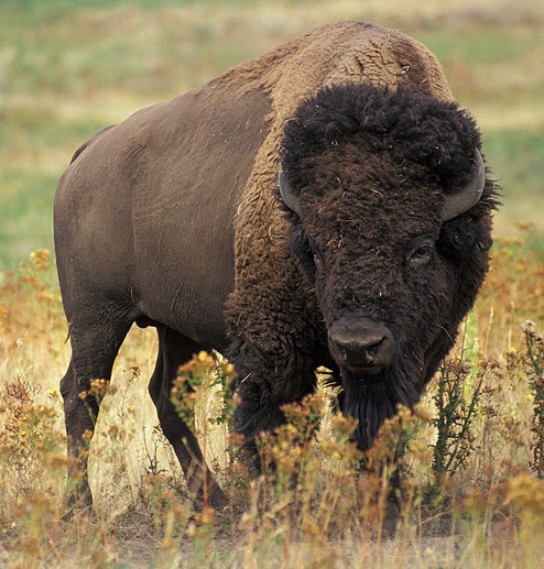 bizon prérijní (Bison bison bison), podruh biozna amerického (Bison bison), foto Jack Dykinga,  Agricultural Research Service