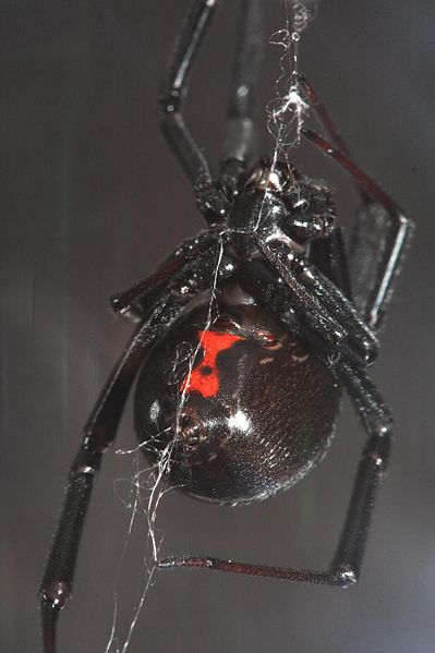 Černá vdova Latrodectus hesperus na snímku Steva Ryana z června 2008. Typická červená skvrna na spodní straně zadečku je zřetelně vidět. Licence  Creative Commons.