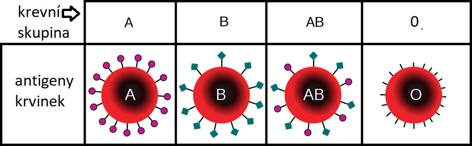 Rozdíly mezi krevními skupinami A,B, AB a 0. Odpovídající červené krvinky mají po řadě na povrchu antigeny typu A (na obr.kulaté), B (na obr.čtvercové), AB oba typy a 0 žádný. Upraveno podle InvictaHOG [Public domain].