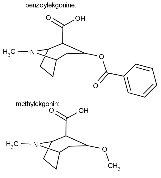 struktura benzoylekgoninu a methylekgoninu