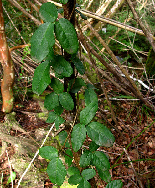 Boquila trifoliolata, foto Inao, Wikimedia Commons, Creative Commons Attribution-Share Alike 2.0