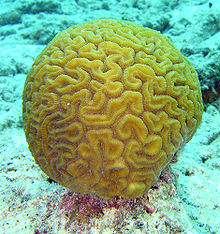 Mořský korál Diploria labyrinthiformis, náš možný předek. Foto Jan Derk u pobřeží karibského ostrova Bonaire.