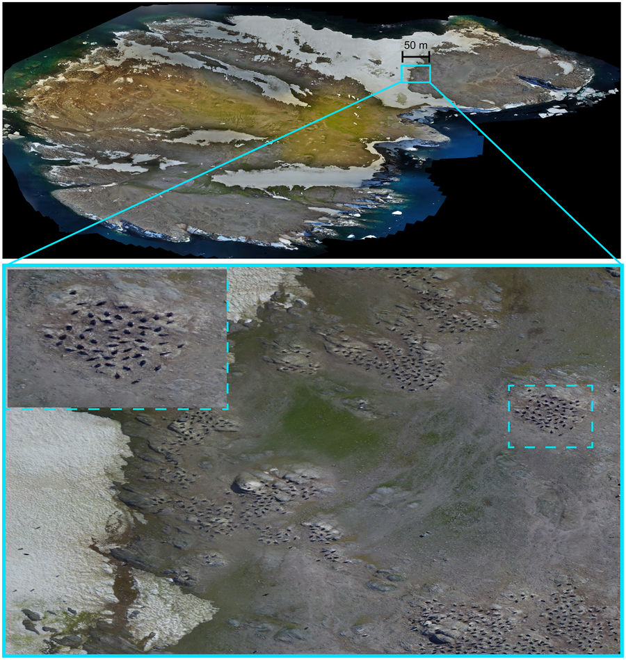 Několik fotografii ostrova Brash, jednoho z ostrovů souostroví Danger, pořízencýh dronem. Hnízdící tučňáci jsou zcela zřetelní (A.Borowicz et al., Multi-modal survey of Adélie penguin mega-colonies reveals the Danger Islands as a seabird hotspot, Scientific Reports, volume 8, Article number: 3926 (2018) doi:10.1038/s41598-018-22313-w).