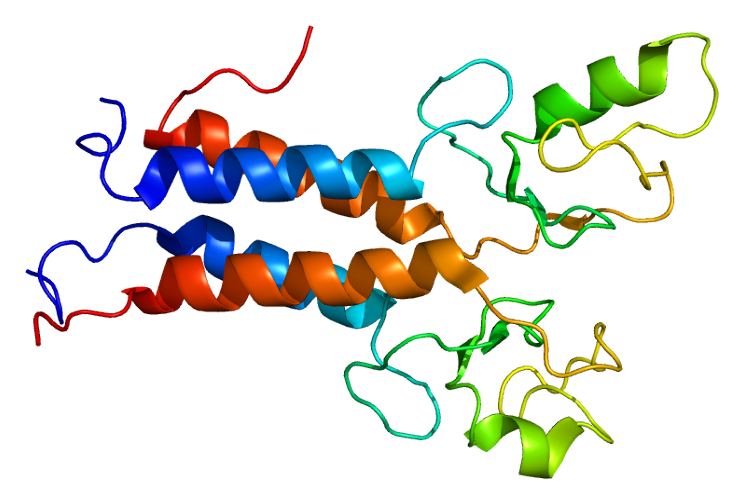 Struktura bílkoviny BRCA1 (Emw, CC BY-SA 3.0, https://creativecommons.org/licenses/by-sa/3.0, via Wikimedia Commons).
