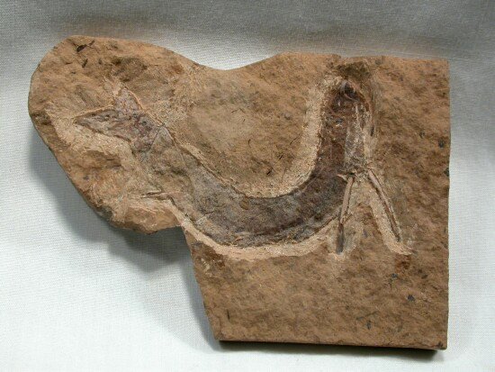 95 mm dlouhá zkamenělina ryby Acanthodes bridgei z Kansasu, foto www.fossilmall.com