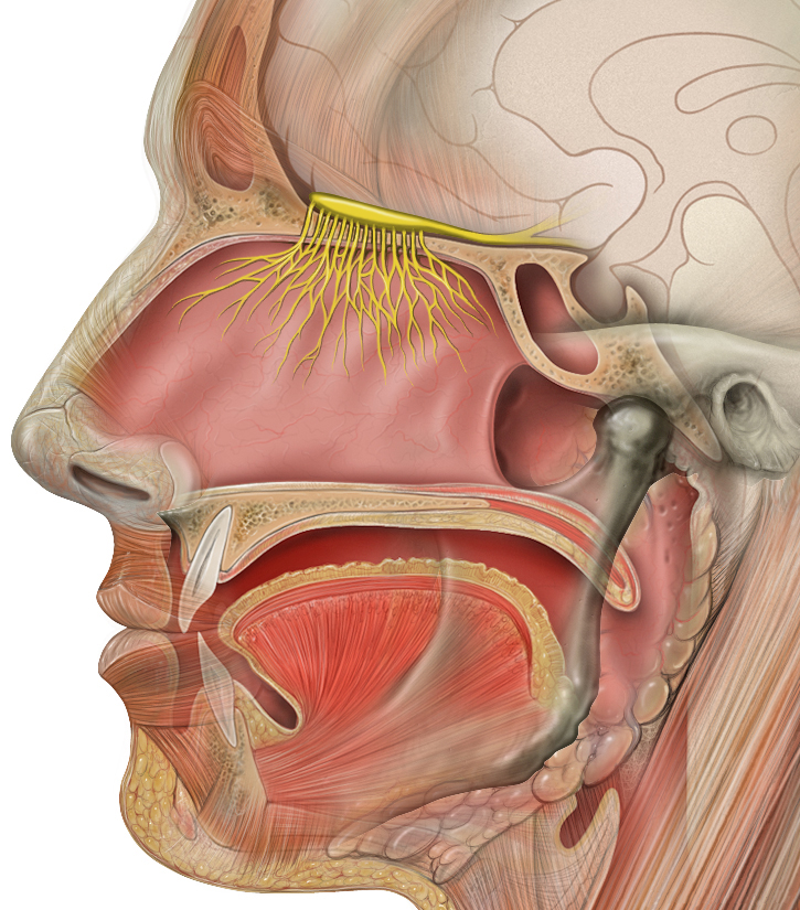 Žlutě jsou  na řezu lidskou hlavou vyznačeny olfaktorické nervy směřující do rovněž žlutého čichového bulbu, obr.Patrick J. Lynch, medical illustrator [CC BY 2.5 (https://creativecommons.org/licenses/by/2.5)].