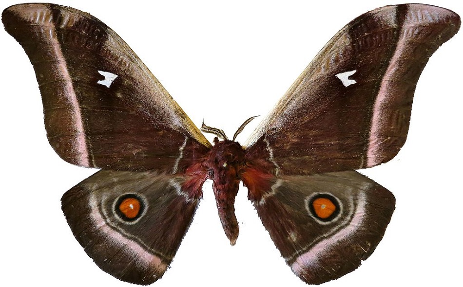 Noční motýl Bunaea alcinae z čeledi martináčovitých dorůstá rozpětí 7 cm, obr. Lsadonkey, CC BY-SA 4.0, https://creativecommons.org/licenses/by-sa/4.0, via Wikimedia Commons.