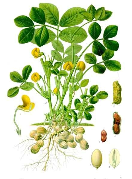 Podzemnice olejná (Arachis hypogaea), Franz Eugen Köhler, Köhler's Medizinal-Pflanzen, 1887, via Wikimedia Commons.