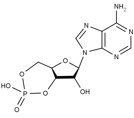 Chemická struktura cAMP neboli cyklického adenosinmonofosfátu.