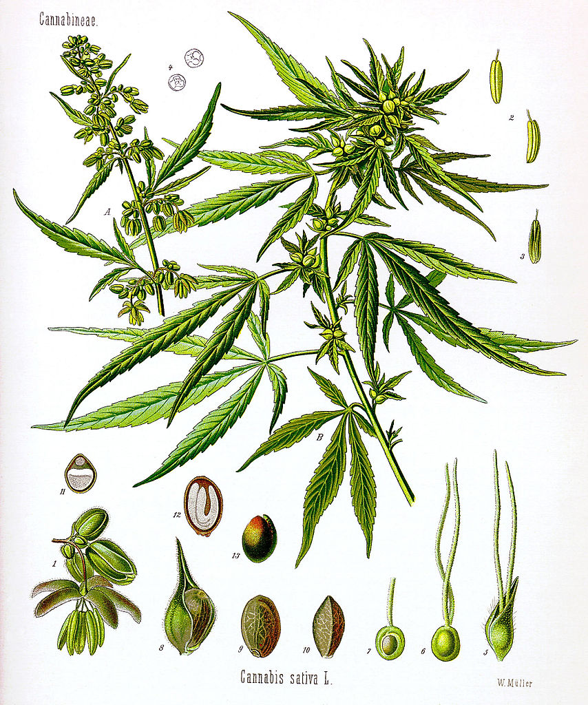 Vědecká kresba rostliny konopí seté (Cannabis sativa), obr. Walther Otto Müller [Public domain].