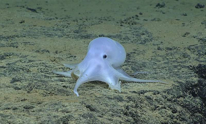 Hlubokomořská chobotnice rodu Vulcanoctopus, foto National Oceanic and Atmospheric Administration (NOAA).