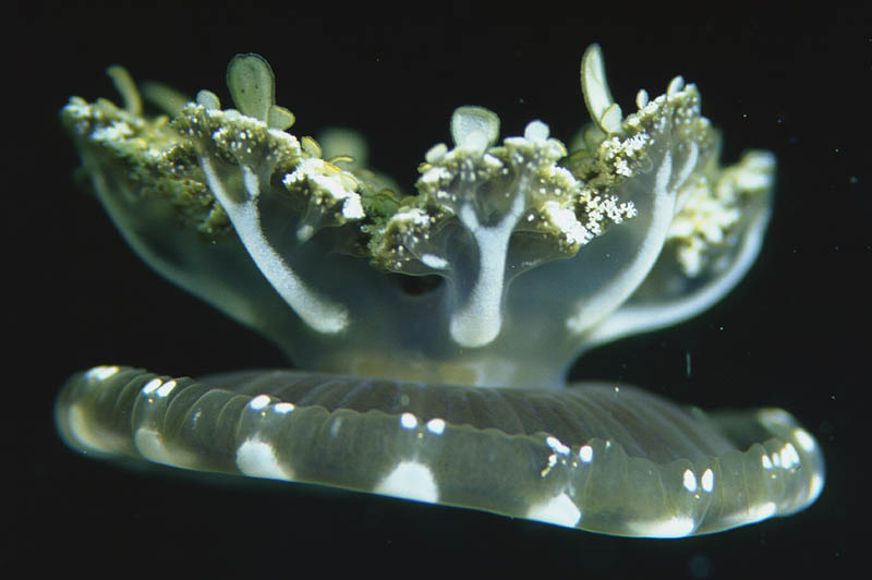 Kořenoústka pobřežní Cassiopea andromeda (http://dryades.units.it/jelly, CC 3.01 NC-BY-SA).