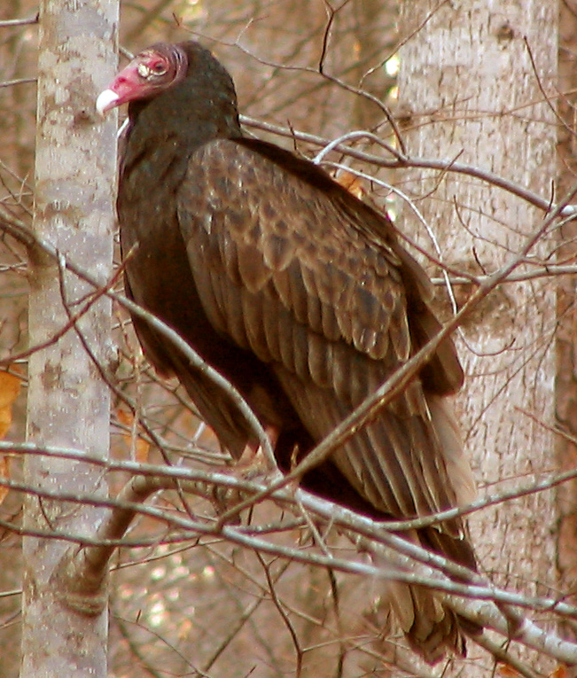 Kondor krocanovitý (Cathartes aura, angl.turkey vulture),  foto Tim McCormack (Phyzome),  CC-BY-SA-3.0, http://creativecommons.org/licenses/by-sa/3.0/, via Wikimedia Commons.