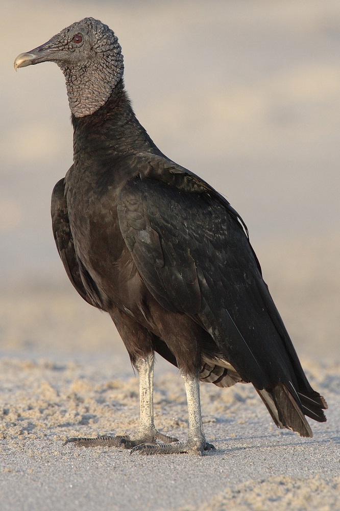 Kondor havranovitý (Coragyps atratus, angl. black vulture),foto Mdf, CC-BY-SA-3.0, http://creativecommons.org/licenses/by-sa/3.0/, via Wikimedia Commons.