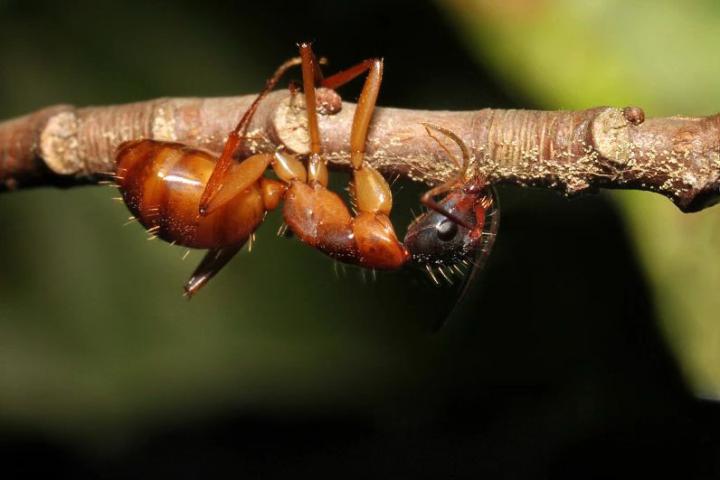 Mrtvola nakaženého mravence Camponotus castaneus v předsmrtné křeči zakousnutá do větvičky, foto Kim Fleming, Penn State.