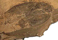fosilie švába (foto Ohio State University)
