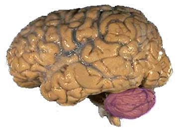 Lidský mozek, mozeček je vyznačen červeně (NIH, public domain, via Wikimedia Commons).